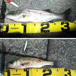 アコウ マゴチ セイゴ 舞鶴ランガン